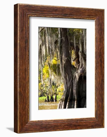 Bald Cypress Closeup, Lake Fausse Point State Park, Louisiana, USA-Alison Jones-Framed Photographic Print