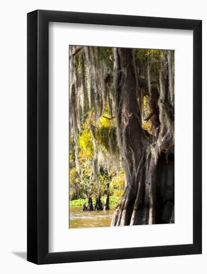 Bald Cypress Closeup, Lake Fausse Point State Park, Louisiana, USA-Alison Jones-Framed Photographic Print