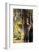 Bald Cypress Closeup, Lake Fausse Point State Park, Louisiana, USA-Alison Jones-Framed Photographic Print