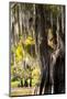 Bald Cypress Closeup, Lake Fausse Point State Park, Louisiana, USA-Alison Jones-Mounted Photographic Print