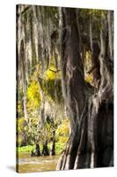 Bald Cypress Closeup, Lake Fausse Point State Park, Louisiana, USA-Alison Jones-Stretched Canvas