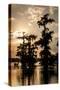 Bald Cypress in Water, Lake Martin, Atchafalaya Basin, Louisiana, USA-Alison Jones-Stretched Canvas