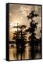 Bald Cypress in Water, Lake Martin, Atchafalaya Basin, Louisiana, USA-Alison Jones-Framed Stretched Canvas