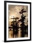 Bald Cypress in Water, Lake Martin, Atchafalaya Basin, Louisiana, USA-Alison Jones-Framed Premium Photographic Print