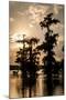 Bald Cypress in Water, Lake Martin, Atchafalaya Basin, Louisiana, USA-Alison Jones-Mounted Premium Photographic Print