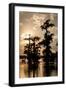 Bald Cypress in Water, Lake Martin, Atchafalaya Basin, Louisiana, USA-Alison Jones-Framed Photographic Print