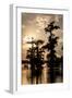 Bald Cypress in Water, Lake Martin, Atchafalaya Basin, Louisiana, USA-Alison Jones-Framed Photographic Print