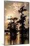 Bald Cypress in Water, Lake Martin, Atchafalaya Basin, Louisiana, USA-Alison Jones-Mounted Photographic Print