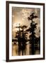 Bald Cypress in Water, Lake Martin, Atchafalaya Basin, Louisiana, USA-Alison Jones-Framed Photographic Print