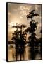 Bald Cypress in Water, Lake Martin, Atchafalaya Basin, Louisiana, USA-Alison Jones-Framed Stretched Canvas