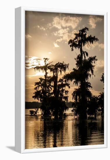 Bald Cypress in Water, Lake Martin, Atchafalaya Basin, Louisiana, USA-Alison Jones-Framed Photographic Print