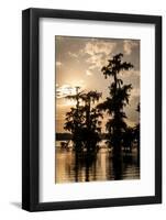 Bald Cypress in Water, Lake Martin, Atchafalaya Basin, Louisiana, USA-Alison Jones-Framed Photographic Print