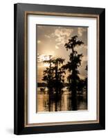 Bald Cypress in Water, Lake Martin, Atchafalaya Basin, Louisiana, USA-Alison Jones-Framed Photographic Print