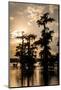 Bald Cypress in Water, Lake Martin, Atchafalaya Basin, Louisiana, USA-Alison Jones-Mounted Photographic Print