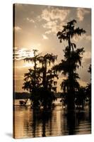 Bald Cypress in Water, Lake Martin, Atchafalaya Basin, Louisiana, USA-Alison Jones-Stretched Canvas