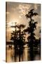 Bald Cypress in Water, Lake Martin, Atchafalaya Basin, Louisiana, USA-Alison Jones-Stretched Canvas