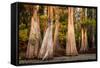 Bald Cypress in Water, Pierce Lake, Atchafalaya Basin, Louisiana, USA-Alison Jones-Framed Stretched Canvas