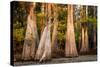 Bald Cypress in Water, Pierce Lake, Atchafalaya Basin, Louisiana, USA-Alison Jones-Stretched Canvas