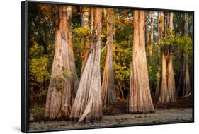 Bald Cypress in Water, Pierce Lake, Atchafalaya Basin, Louisiana, USA-Alison Jones-Framed Photographic Print