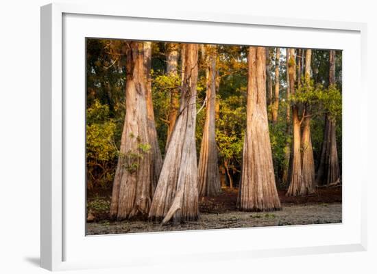 Bald Cypress in Water, Pierce Lake, Atchafalaya Basin, Louisiana, USA-Alison Jones-Framed Photographic Print