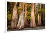 Bald Cypress in Water, Pierce Lake, Atchafalaya Basin, Louisiana, USA-Alison Jones-Framed Photographic Print