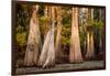 Bald Cypress in Water, Pierce Lake, Atchafalaya Basin, Louisiana, USA-Alison Jones-Framed Photographic Print