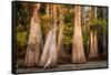 Bald Cypress in Water, Pierce Lake, Atchafalaya Basin, Louisiana, USA-Alison Jones-Framed Stretched Canvas