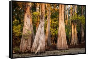 Bald Cypress in Water, Pierce Lake, Atchafalaya Basin, Louisiana, USA-Alison Jones-Framed Stretched Canvas