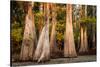 Bald Cypress in Water, Pierce Lake, Atchafalaya Basin, Louisiana, USA-Alison Jones-Stretched Canvas