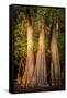 Bald Cypress in Water, Pierce Lake, Atchafalaya Basin, Louisiana, USA-Alison Jones-Framed Stretched Canvas