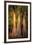 Bald Cypress in Water, Pierce Lake, Atchafalaya Basin, Louisiana, USA-Alison Jones-Framed Photographic Print