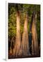 Bald Cypress in Water, Pierce Lake, Atchafalaya Basin, Louisiana, USA-Alison Jones-Framed Premium Photographic Print