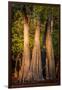 Bald Cypress in Water, Pierce Lake, Atchafalaya Basin, Louisiana, USA-Alison Jones-Framed Premium Photographic Print