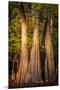 Bald Cypress in Water, Pierce Lake, Atchafalaya Basin, Louisiana, USA-Alison Jones-Mounted Premium Photographic Print
