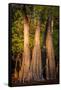 Bald Cypress in Water, Pierce Lake, Atchafalaya Basin, Louisiana, USA-Alison Jones-Framed Stretched Canvas