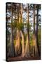 Bald Cypress in Water, Pierce Lake, Atchafalaya Basin, Louisiana, USA-Alison Jones-Stretched Canvas