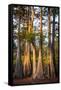 Bald Cypress in Water, Pierce Lake, Atchafalaya Basin, Louisiana, USA-Alison Jones-Framed Stretched Canvas