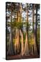 Bald Cypress in Water, Pierce Lake, Atchafalaya Basin, Louisiana, USA-Alison Jones-Stretched Canvas