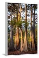 Bald Cypress in Water, Pierce Lake, Atchafalaya Basin, Louisiana, USA-Alison Jones-Framed Photographic Print