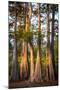 Bald Cypress in Water, Pierce Lake, Atchafalaya Basin, Louisiana, USA-Alison Jones-Mounted Photographic Print