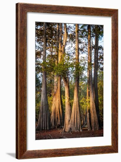 Bald Cypress in Water, Pierce Lake, Atchafalaya Basin, Louisiana, USA-Alison Jones-Framed Photographic Print