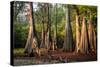 Bald Cypress in Water, Pierce Lake, Atchafalaya Basin, Louisiana, USA-Alison Jones-Stretched Canvas