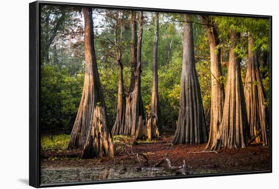 Bald Cypress in Water, Pierce Lake, Atchafalaya Basin, Louisiana, USA-Alison Jones-Framed Photographic Print