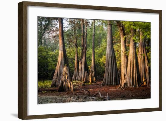 Bald Cypress in Water, Pierce Lake, Atchafalaya Basin, Louisiana, USA-Alison Jones-Framed Photographic Print