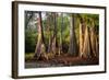 Bald Cypress in Water, Pierce Lake, Atchafalaya Basin, Louisiana, USA-Alison Jones-Framed Photographic Print