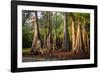 Bald Cypress in Water, Pierce Lake, Atchafalaya Basin, Louisiana, USA-Alison Jones-Framed Photographic Print