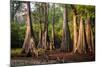 Bald Cypress in Water, Pierce Lake, Atchafalaya Basin, Louisiana, USA-Alison Jones-Mounted Photographic Print