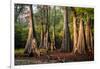 Bald Cypress in Water, Pierce Lake, Atchafalaya Basin, Louisiana, USA-Alison Jones-Framed Photographic Print