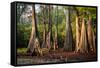 Bald Cypress in Water, Pierce Lake, Atchafalaya Basin, Louisiana, USA-Alison Jones-Framed Stretched Canvas