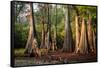 Bald Cypress in Water, Pierce Lake, Atchafalaya Basin, Louisiana, USA-Alison Jones-Framed Stretched Canvas